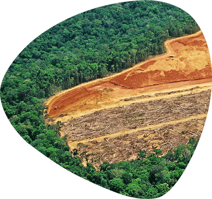 desmatamento-ilegal-body